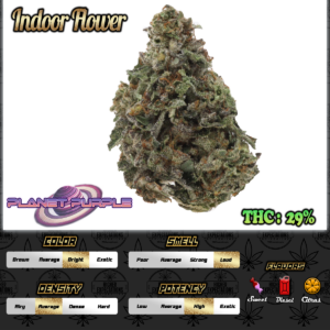 Planet Purple INDOOR